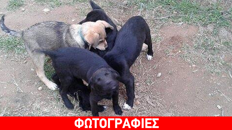 Βριλήσσια: Τέσσερα κουταβάκια ζητούν την αγάπη σας