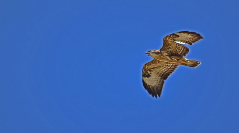 Η γερακίνα «Χαρούλα» στην υπηρεσία των πολιτών της Λάρισας