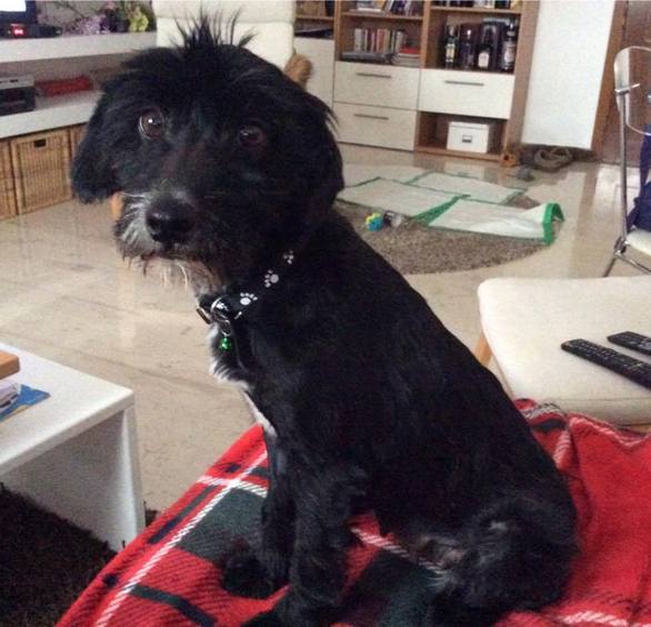 Η Dixie βρισκόταν στο Κυνοκομείο της Πτολεμαΐδας. Εδώ και λίγες ημέρες υιοθετήθηκε μέσω facebook από τον ηθοποιό Στέλιο Χλιαρά, ο οποίος την ονόμασε Μάσα από τις Τρεις Αδερφές του Τσέχωφ