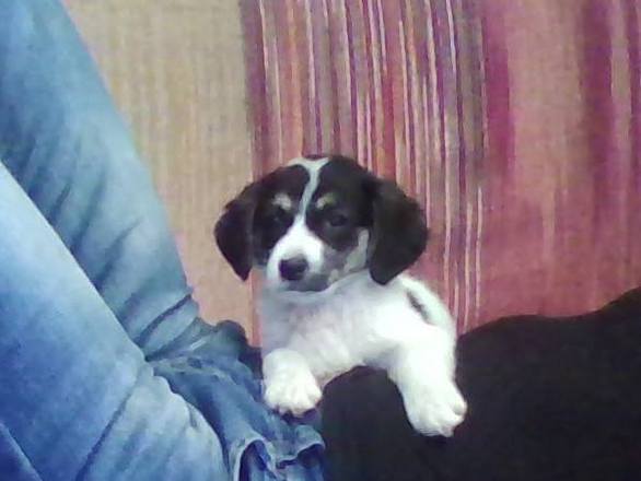 Ο Μπόμπος φιλοξενήθηκε εναλλάξ μια στο σπίτι της Βούλας Βασιλειάδου και μια στης Μπέτυς Τσιρέκα μέχρι να βρεθεί σπίτι για υιοθεσία