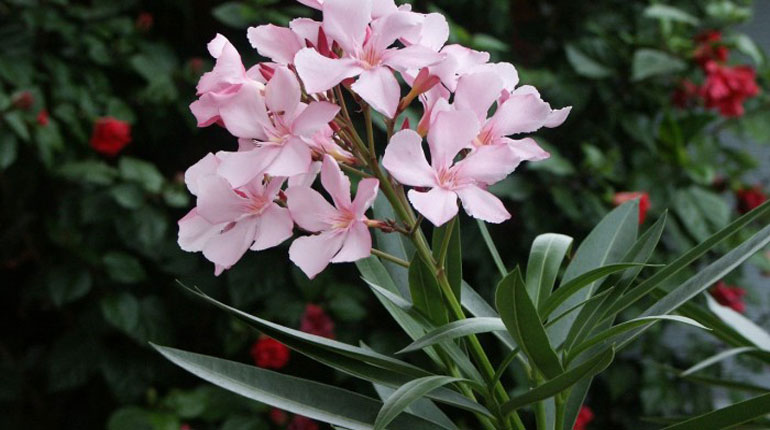 Εκδήλωση με θέμα τα δηλητηριώδη φυτά της Κρήτης Εκδήλωση με θέμα τα δηλητηριώδη φυτά της Κρήτης