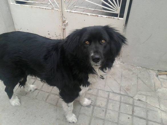 Η Λιλού της Άρσις-Κοζάνης