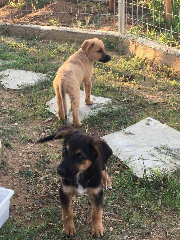 Τα κουτάβια αυτά βρέθηκαν στη Χαλκιδική από την Κατερίνα Mαυροδή. Η ίδια τα μετέφερε σε μια οικογένεια στο Βερολίνο και πλέον ζουν εκεί