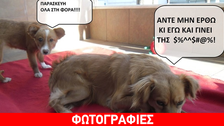 Αδέσποτη ιστορία