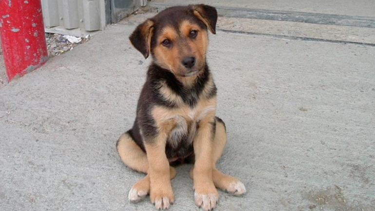 Ηλεία: Μαζικά κρούσματα δηλητηριάσεων αδέσποτων