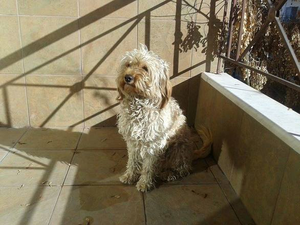 Ο Πέπε έτρεχε πανικόβλητος μέσα στον δρόμο. Ήταν πολύ φοβισμένος. Τώρα έχει σπίτι στη Θεσσαλονίκη και είναι αγνώριστος