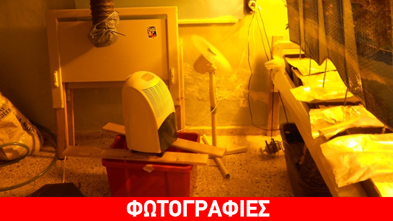 Η επιχείρηση της ΕΛ.ΑΣ. έβγαλε… κοκαΐνη και δενδρύλλια χασίς