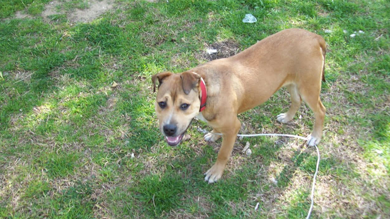 Χαρίζεται ημίαιμο πίτμπουλ