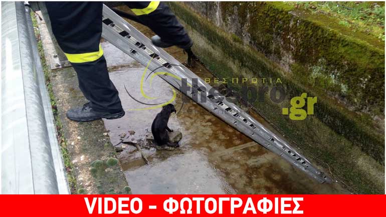 Θεσπρωτία: Επιχείρηση της Πυροσβεστικής για τον απεγκλωβισμό σκύλου που έπεσε σε φρεάτιο