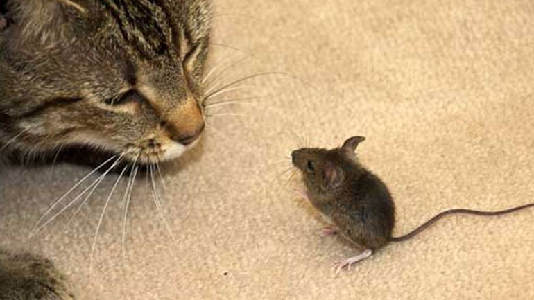 Αρουραίοι στο κτήριο της Αστυνομικής Διεύθυνσης Ηλείας! Τους κυνηγάνε οι αστυνομικοί!