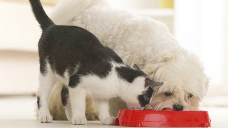 Σκυλιά, αυτά τα γενναιόδωρα τετράποδα