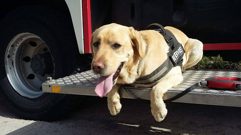 Μία ακόμη επιτυχής διάσωση από τον σκύλο-διασώστη MAX!