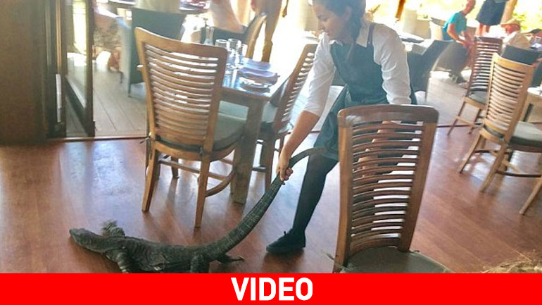 Γιγάντια σαύρα σουλάτσαρε σε εστιατόριο