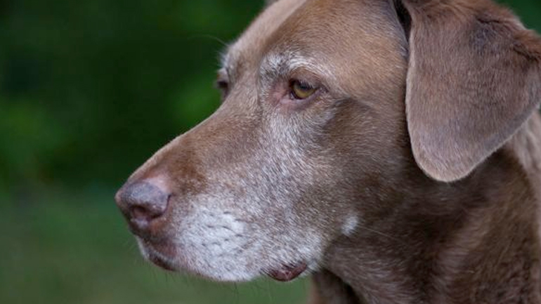 To άγχος κάνει (και) τα σκυλιά να… γκριζάρουν!