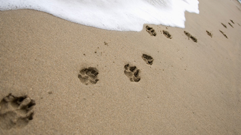 Xάσατε τον τετράποδο φίλο σας; Πώς θα διαχειριστείτε την απώλεια;