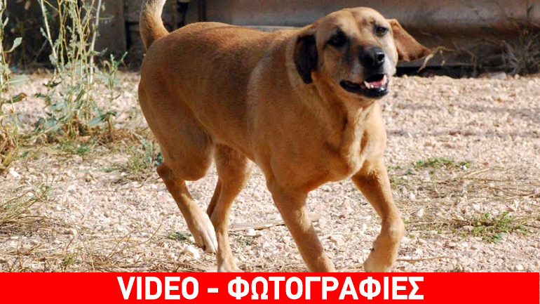 Υιοθετήστε τη Frida