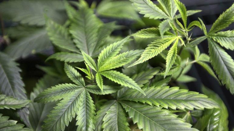 Ολλανδία: Νομιμοποίησαν (και) την καλλιέργεια της μαριχουάνας