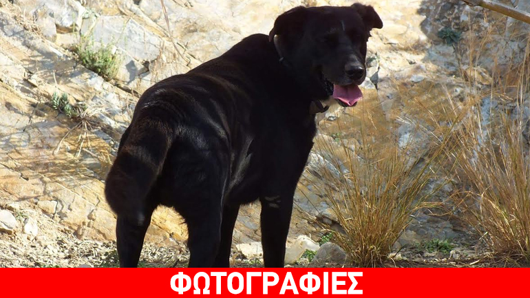 Ανοίξτε την αγκαλιά σας στον Junior