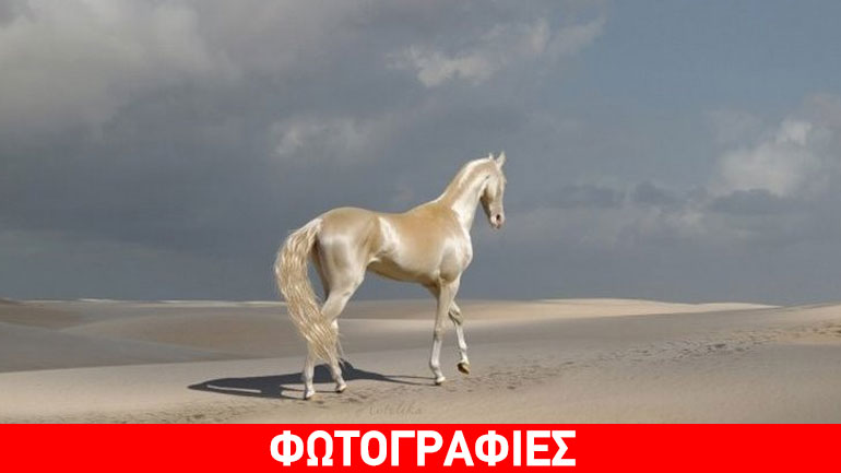 Ένα άλογο από… χρυσάφι Ένα άλογο από… χρυσάφι