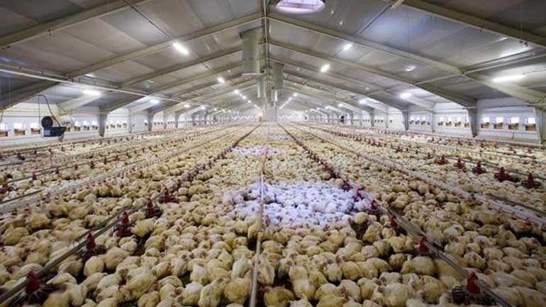 Γαλλία: Θανάτωση 600.000 παπιών λόγω της γρίπης των πτηνών