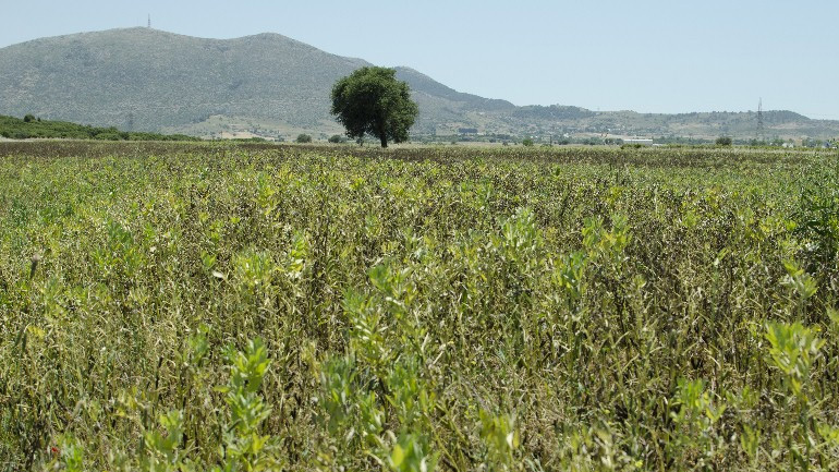 Βρέθηκε νεκρός στο χωράφι
