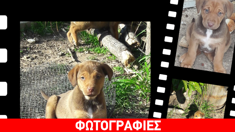 Χαρίζονται κουταβάκια