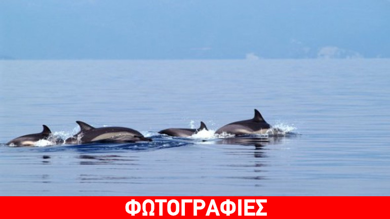 Νεκρό δελφίνι στην παραλία της Κατερίνης