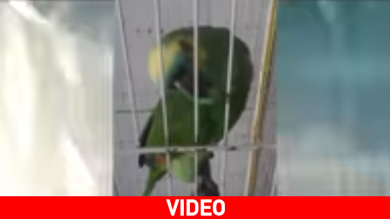 Παπαγάλος τραγουδά Rihanna