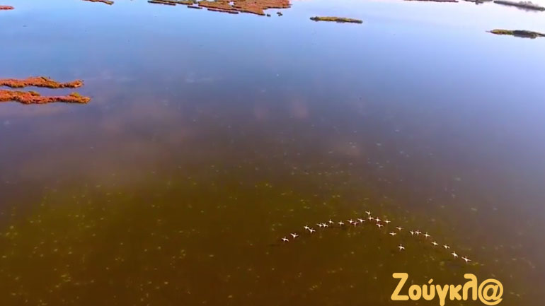 Πτήση παρέα με ερωδιούς (Φλαμίνγκο) στο Δέλτα του Λούρου