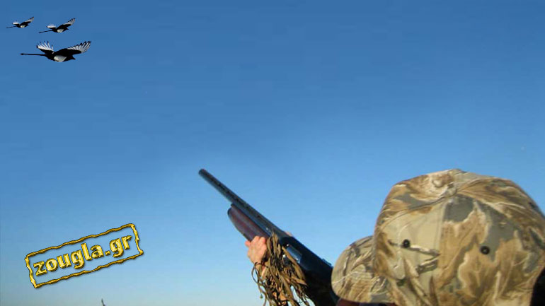 Τι ισχύει με το κυνήγι της καρακάξας στην Καρδίτσα