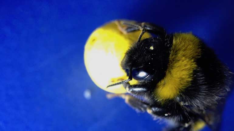 Οι επιστήμονες έμαθαν στις μέλισσες να παίζουν ποδόσφαιρο και να βάζουν γκολ!