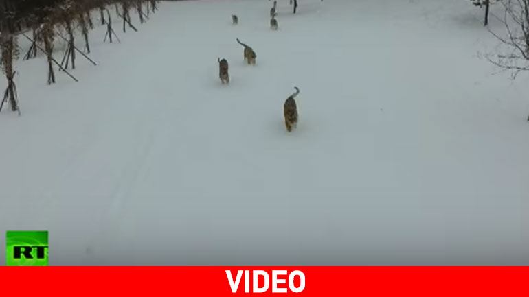 Τίγρεις θέτουν εκτός… λειτουργίας ενοχλητικό drone