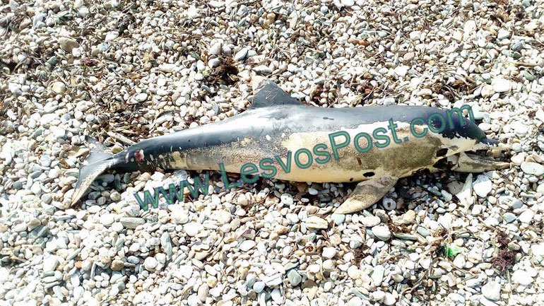 Νεκρό δελφίνι ξεβράστηκε στο Πλωμάρι