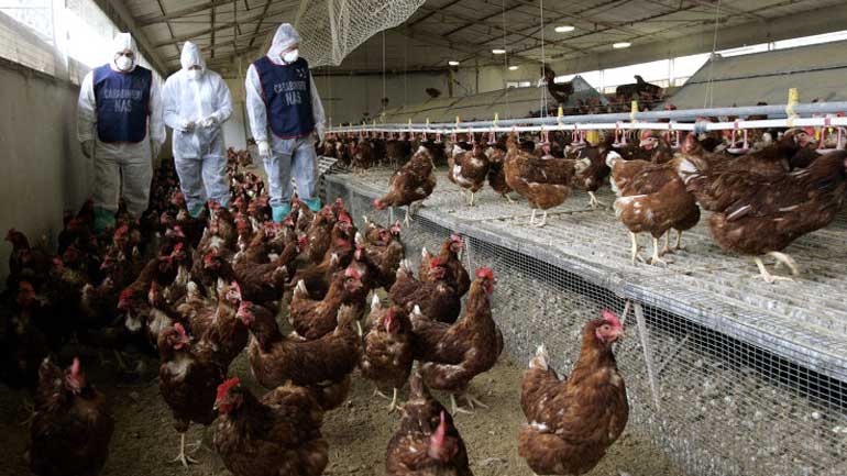 Κίνα: Ένας 60χρονος νεκρός από τη γρίπη των πτηνών