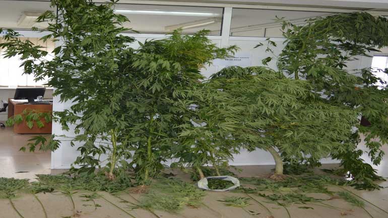 Κοζάνη: Συνελήφθη 23χρονος για υδροπονική καλλιέργεια κάνναβης