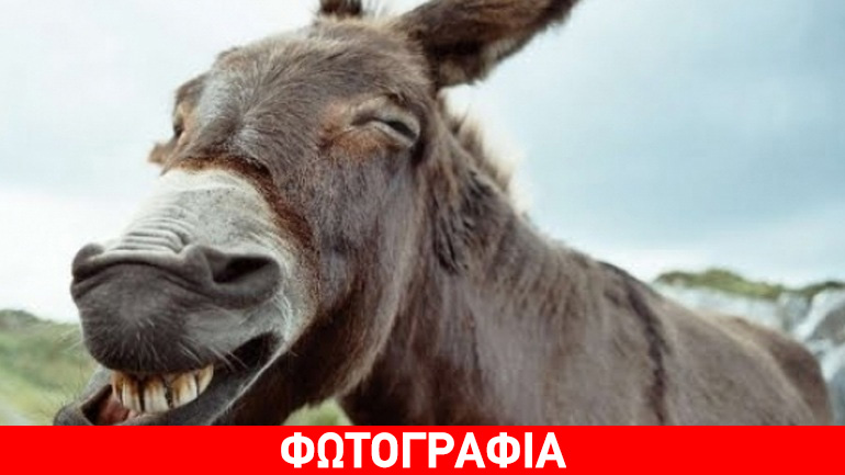 «Επιστρατεύουν» ακόμα και μουλάρια για το χασίς