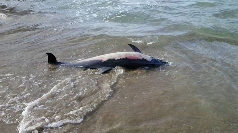 Νεκρό δελφίνι στον Σταυρό Θεσσαλονίκης