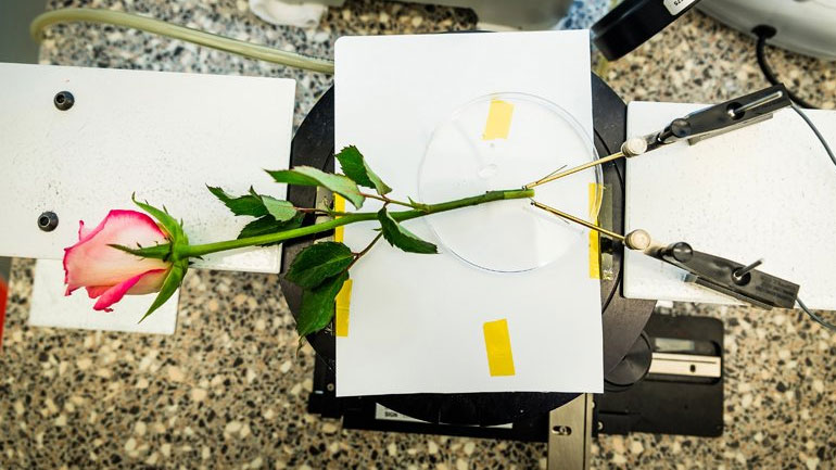 Ρεύμα από… τριαντάφυλλο