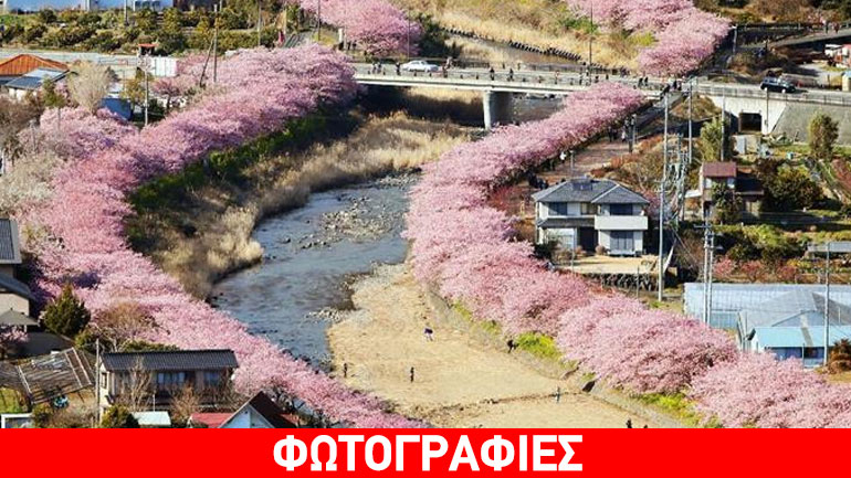 Oι κερασιές άνθισαν νωρίτερα στην Ιαπωνία