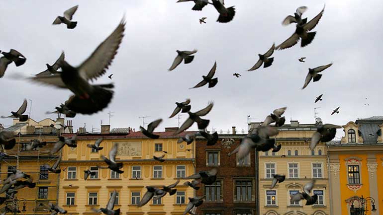 Τα πουλιά λειτουργούν ως αντικαταθλιπτικό και αγχολυτικό
