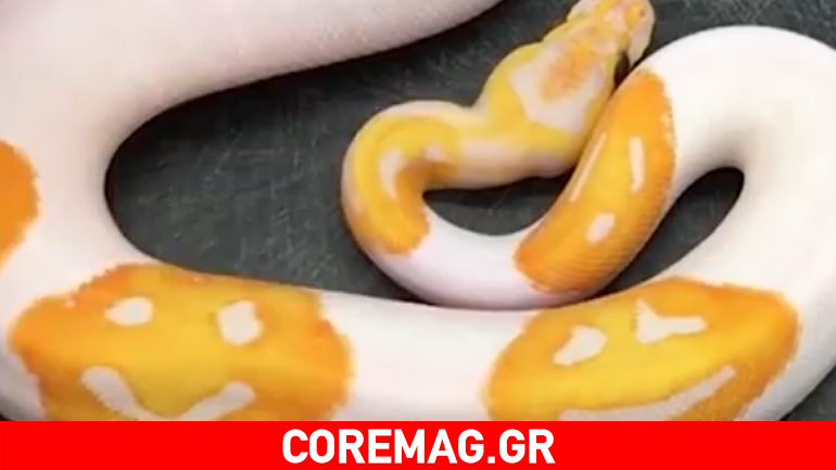 Παρατηρείτε κάτι περίεργο στον πύθωνα;