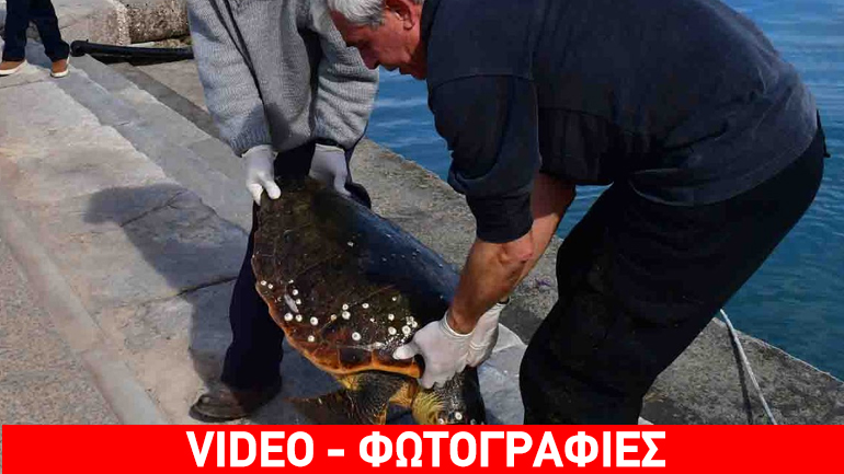 Νεκρή θαλάσσια χελώνα στο λιμάνι του Ναυπλίου