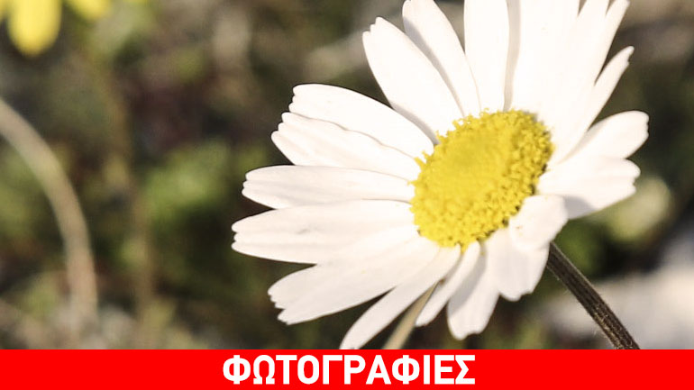 Μύρισε άνοιξη…