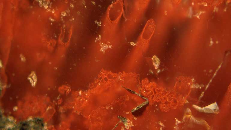 Ανακαλύφθηκαν τα αρχαιότερα απολιθώματα μικροοργανισμών στη Γη