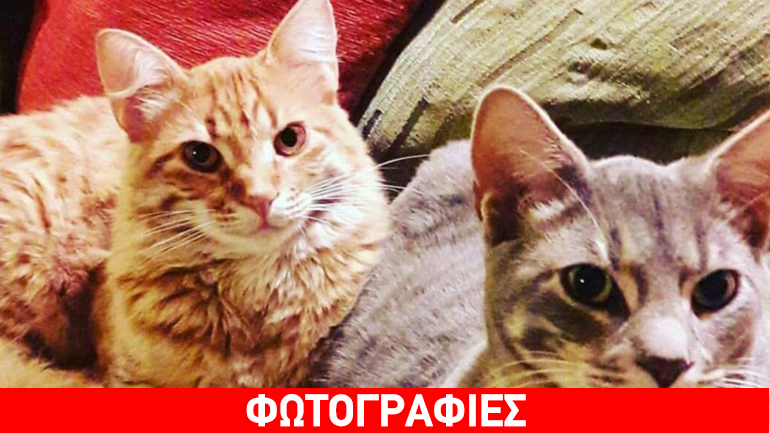 Ανοίξτε την αγκαλιά σας σε δύο αξιολάτρευτες γάτες