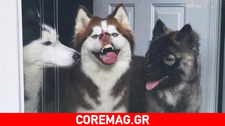 Οι πιο αστείες φωτογραφίες της 9ης εβδομάδας του 2017