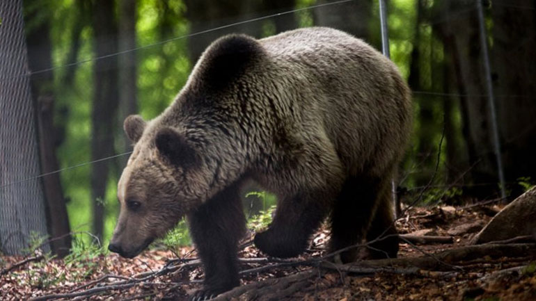 Οι αρκούδες ξύπνησαν
