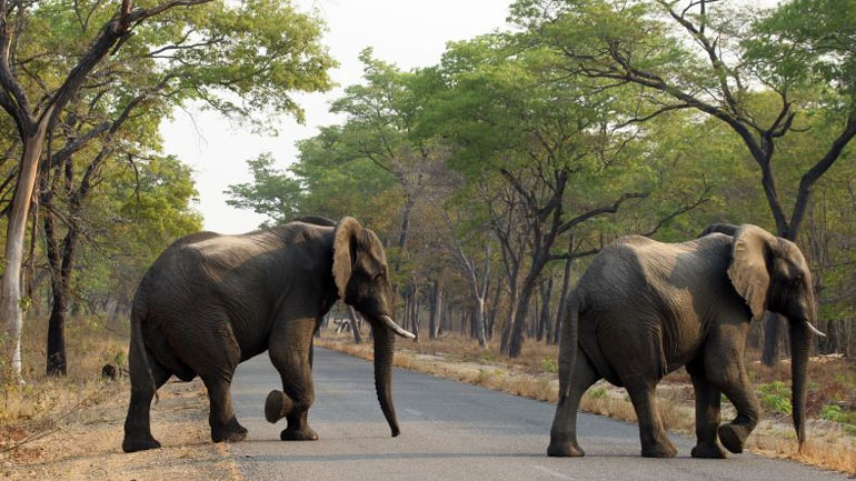 Έρευνα: Πόσες ώρες την ημέρα κοιμούνται οι ελέφαντες;