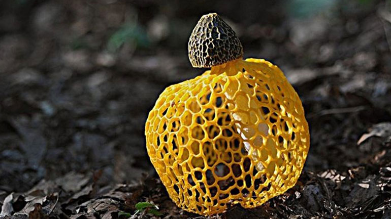 Μάθετε ποια είναι η πιο… σεξουαλική τροφή του κόσμου