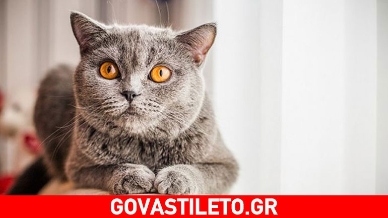 Κατοικίδια & ψυχική υγεία: Νέα επιστημονική μελέτη «αθωώνει» τις γάτες